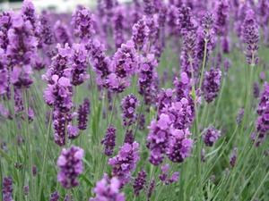 List and description of lavender varieties