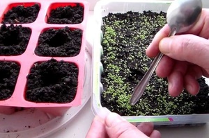 Description of the process of growing lavender flowers from seeds at home