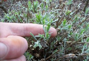 Features of growing lavender at home from cuttings