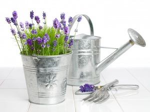 Rules for caring for lavender at home