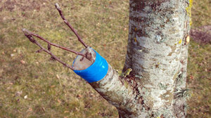 Spring grafting of pear and apple trees