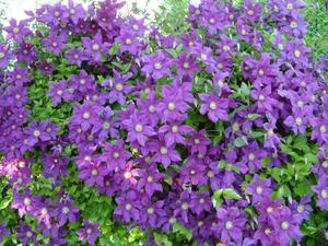 Planting and caring for clematis in Siberia: tips, photo varieties