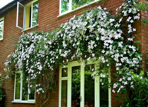 Clematis in landscape design