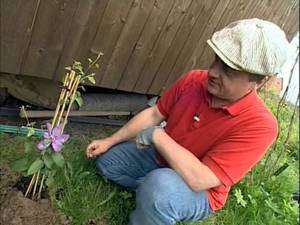 Cultivation of clematis