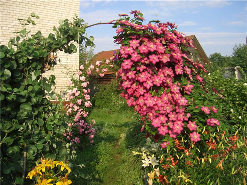 How and at what time to plant clematis