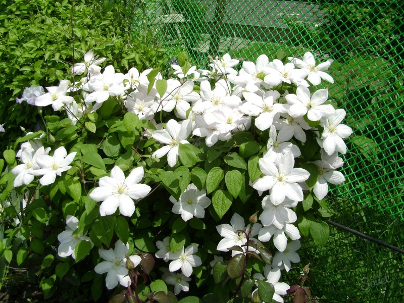 Clematis in Siberia