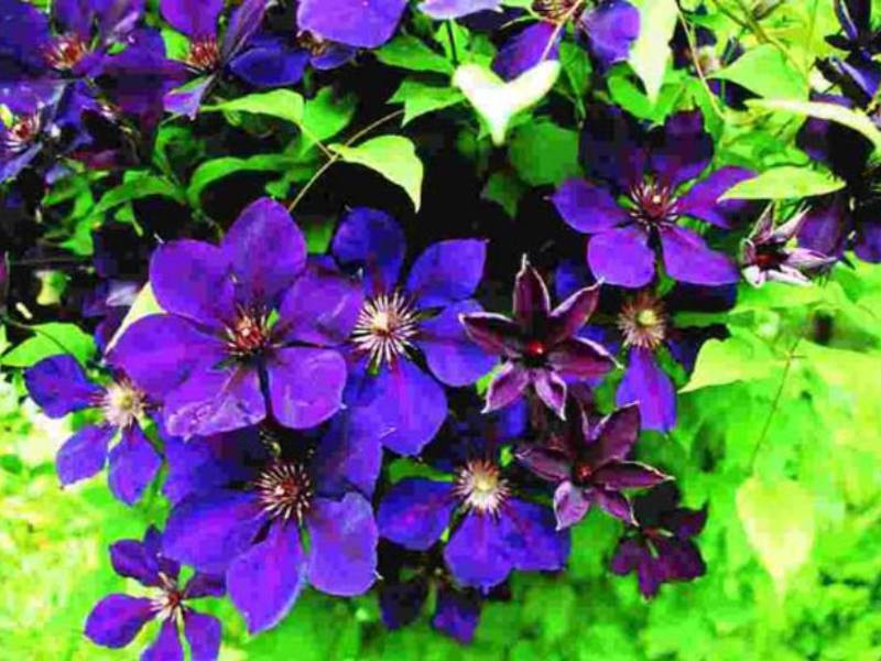 Tips for properly planting clematis