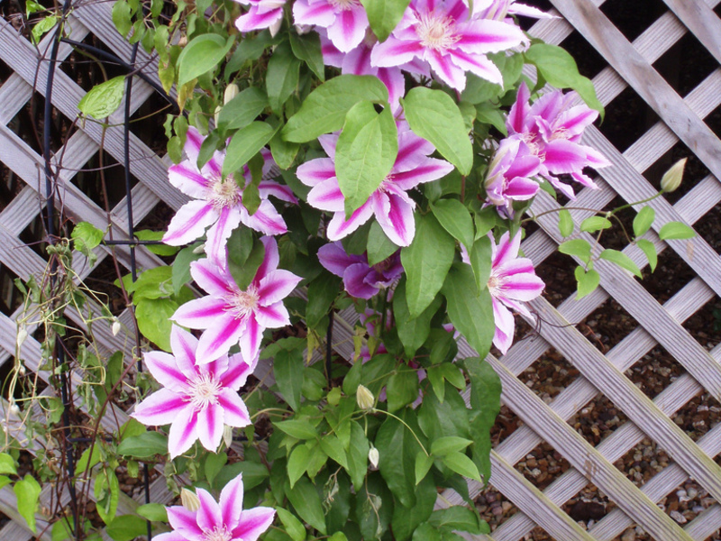 How to plant clematis