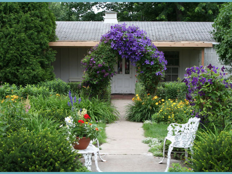 Blooming clematis