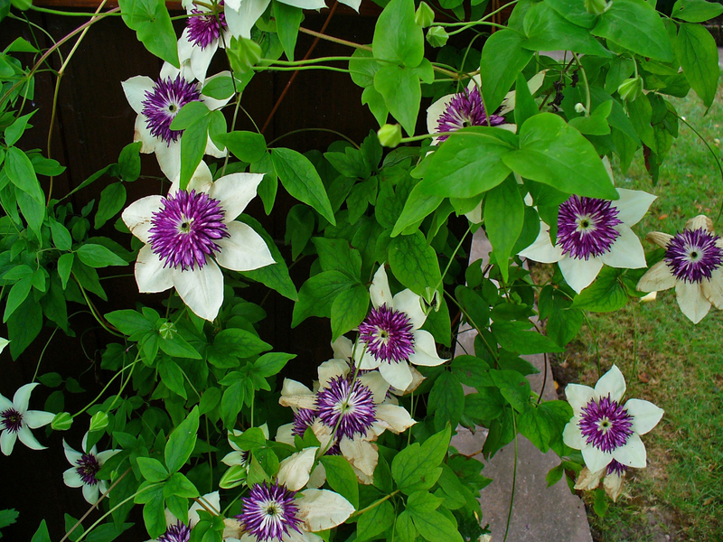 How clematis flower is used