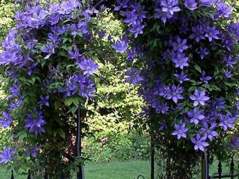 How to properly care for clematis