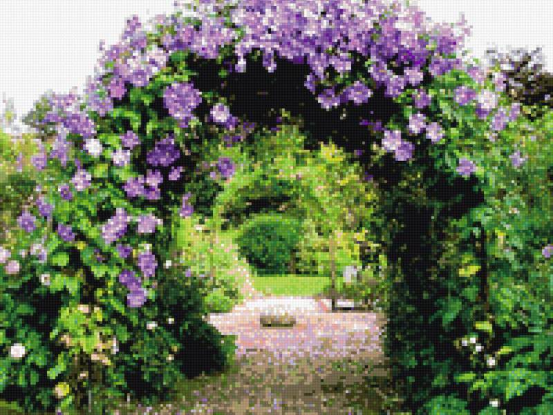 Beautiful clematis flowers