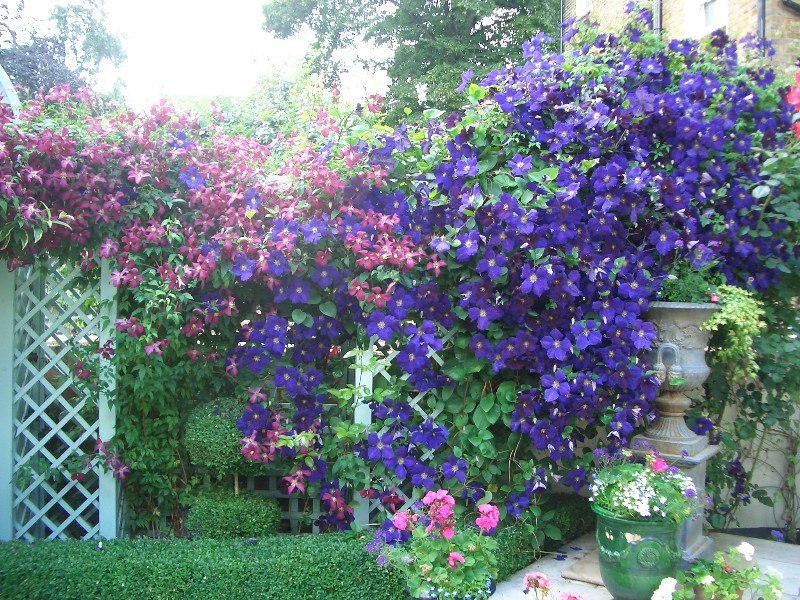 Planting and caring for clematis