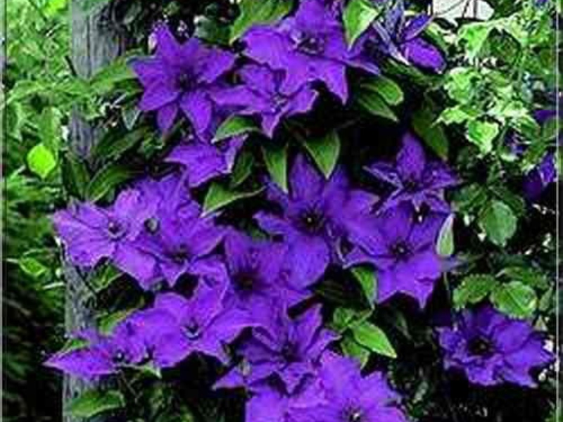 How to decorate a garden with clematis