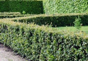 Hedge-shaped casserole