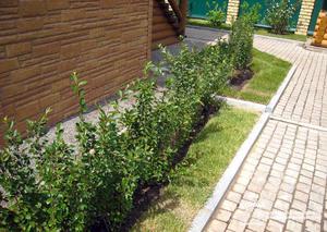 How to properly care for a cotoneaster