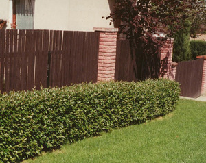 Cotoneaster in the role of a hedge