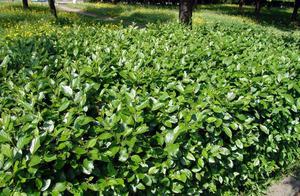 How the cotoneaster plant is used