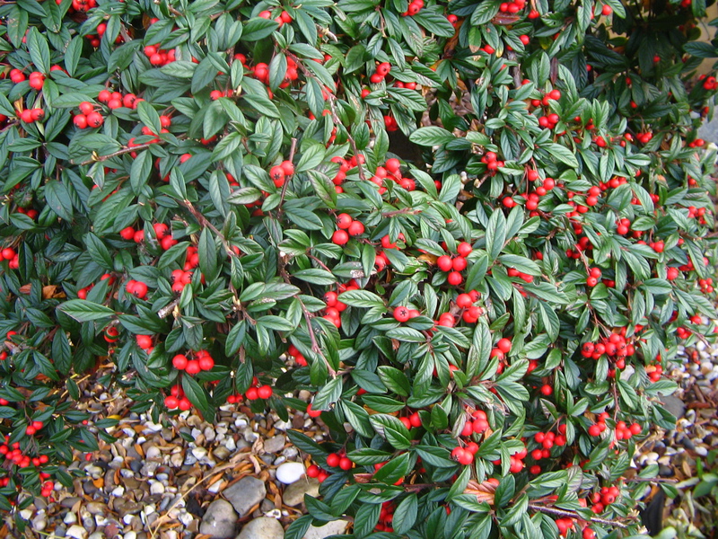 Young shoots of cotoneaster