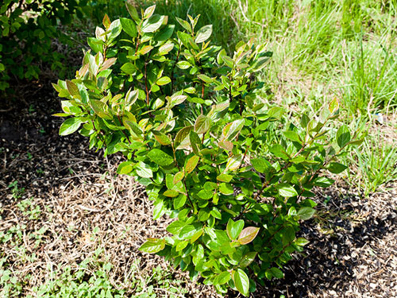 Cotoneaster hedge