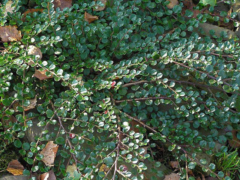 Multi-row cotoneaster hedge