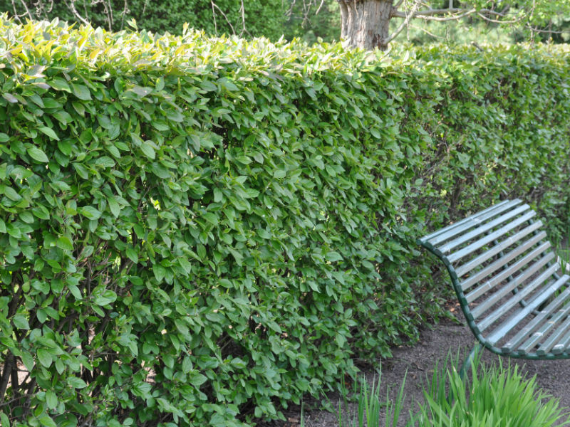 Planting a cotoneaster at home