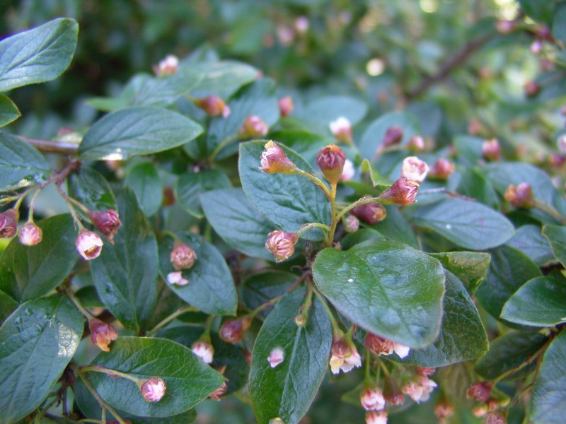 Where the cotoneaster is usually planted