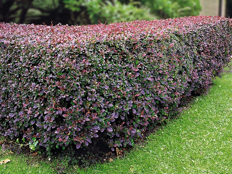 Cotoneaster by the fence