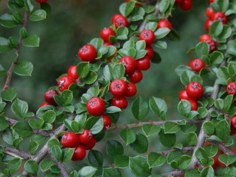 Planting and caring for a cotoneaster