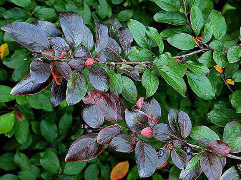 How to grow a cotoneaster