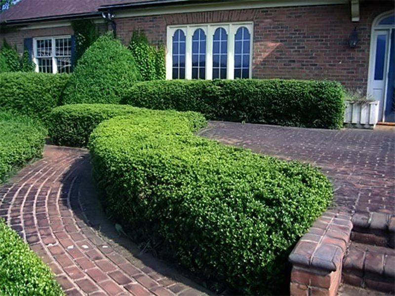 Planting and trimming a cotoneaster