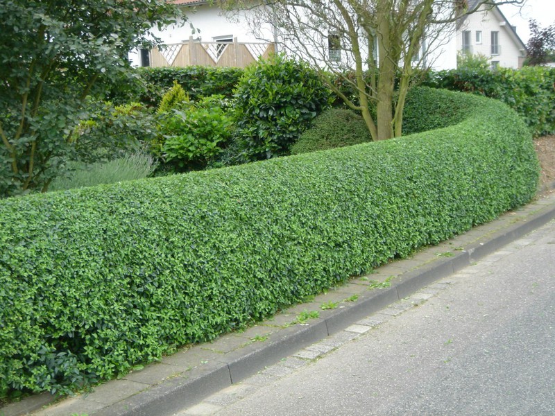 Shiny cotoneaster