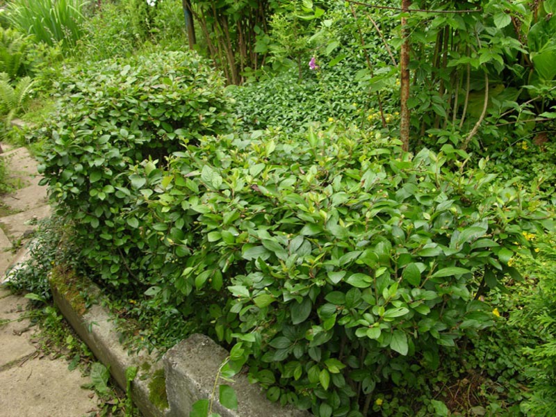 Description of the cotoneaster variety