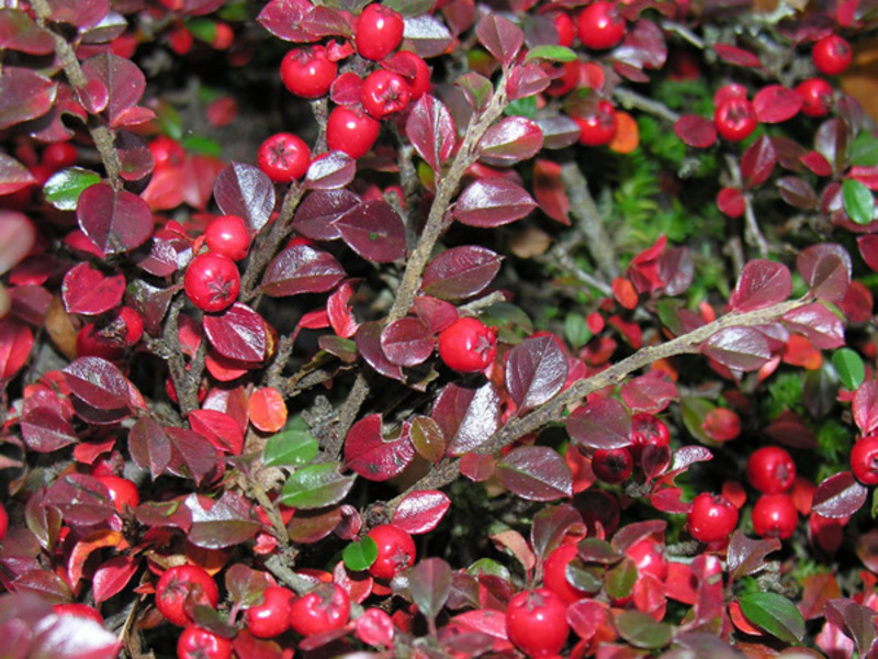 What are the types of cotoneaster