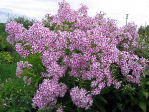 How to plant phlox in the yard