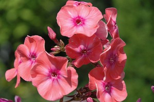 Phlox in the flowerbed