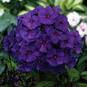 Varieties of phlox