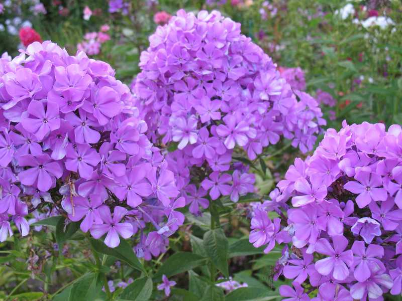 Planting and caring for phlox