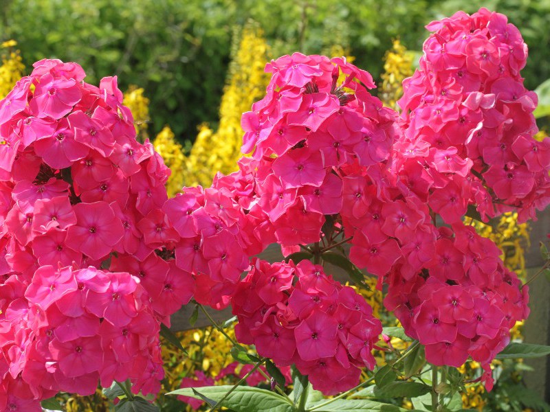 Phlox used in decorative combination