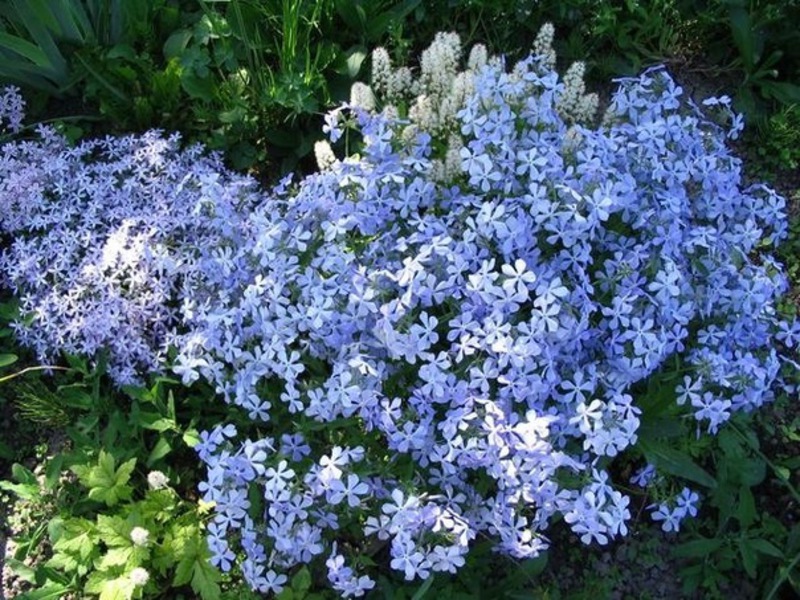 Perennial phlox