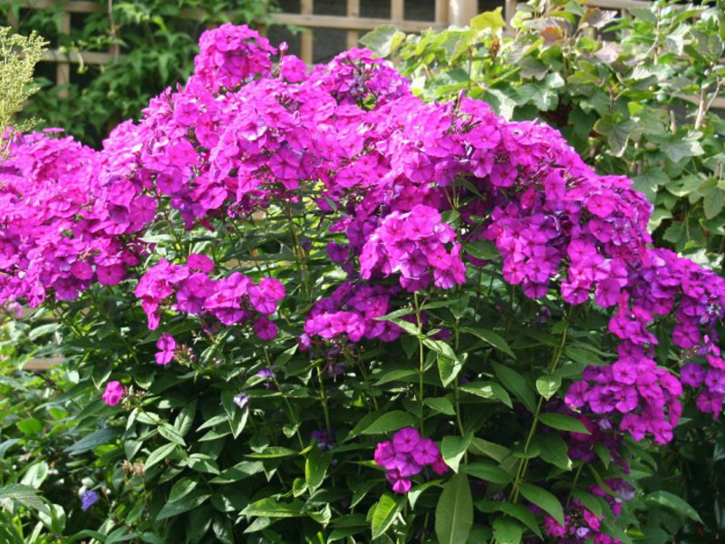 Phlox used in decorative design