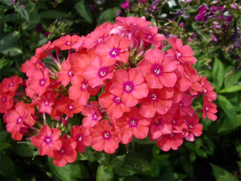 Phlox flowers