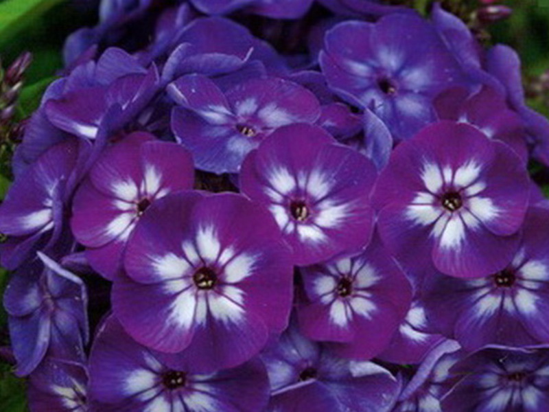 Description of the phlox plant