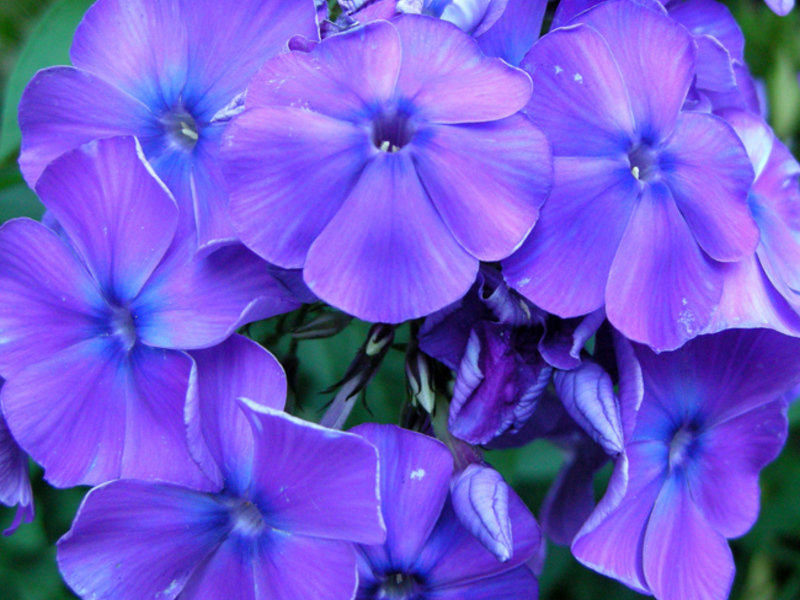 Using phlox