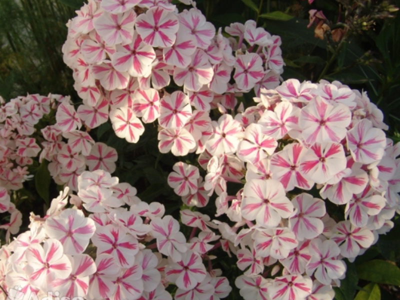 Blooming phlox