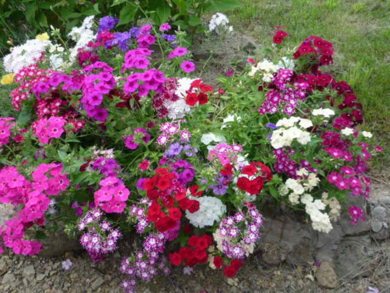 Phlox seedlings