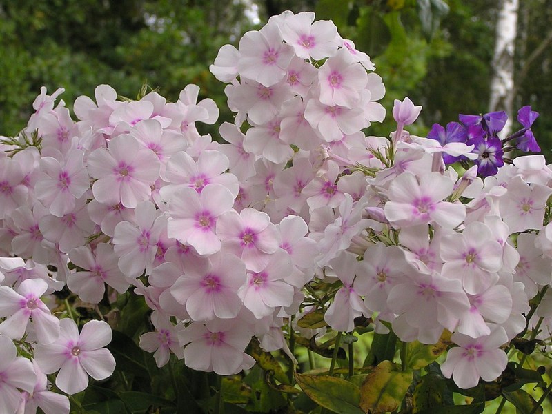 How phlox grows