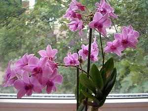 Orchid species