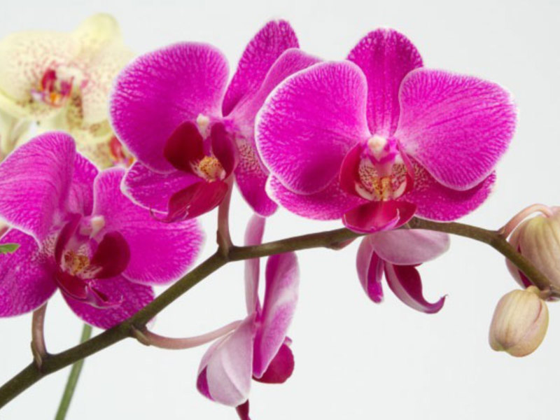 Orchid flowering period