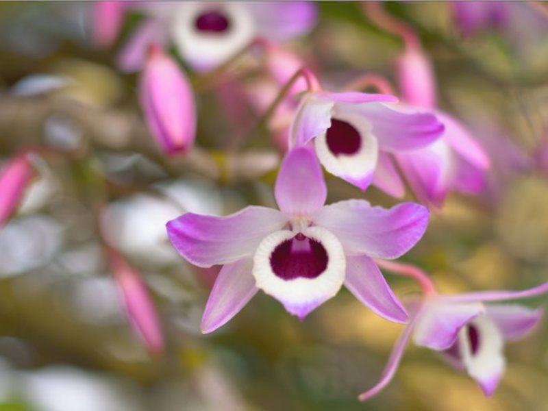 How to buy an orchid